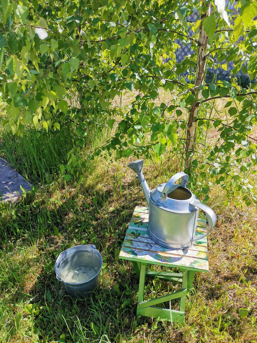 После полива так приятно посидеть под березкой. Фото автора. "Живем на даче".