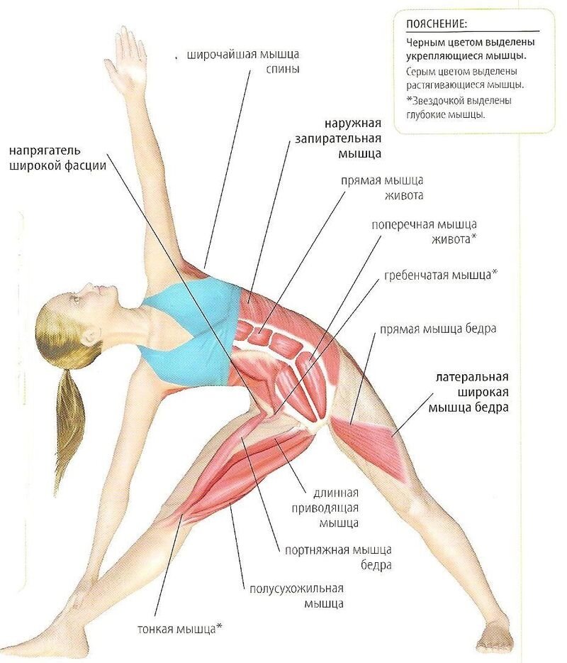 Йога Уттанасана анатомия