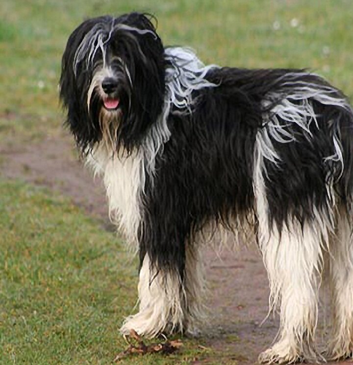 Фото: https://www.hunderassen.de/rassen/schapendoes.php