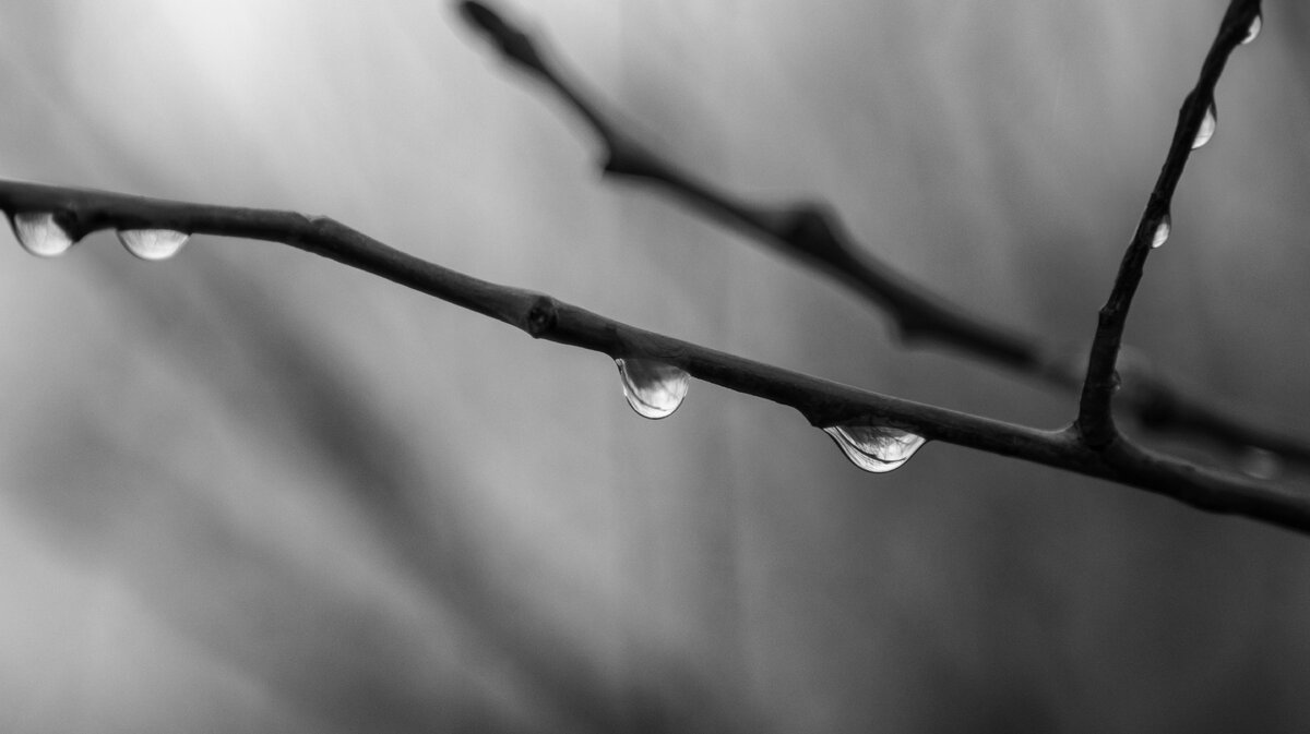 Фото из моей личной коллекции, сделано в начале самоизоляции весной этого (2020) года.