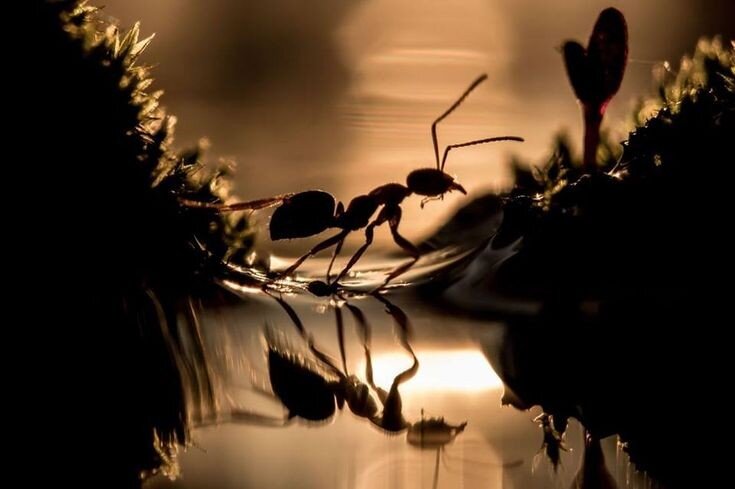 Лето! Муравьи атаковали ваш участок? Не проблема.  Реально действующие методы борьбы с муравьями без химии. 5 способов. 