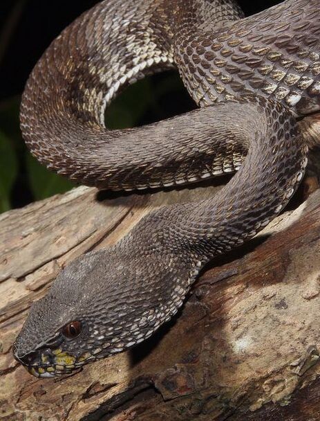 змея гадюка