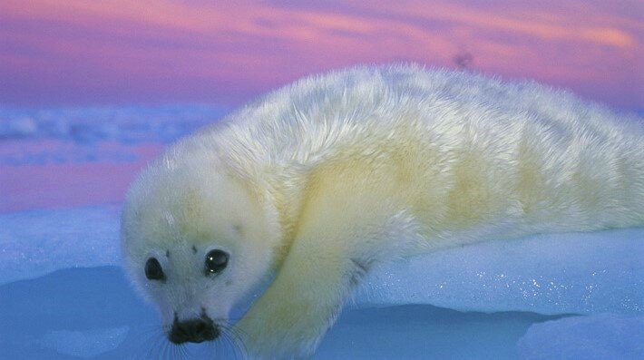 Малыш  Гренландского  тюленя