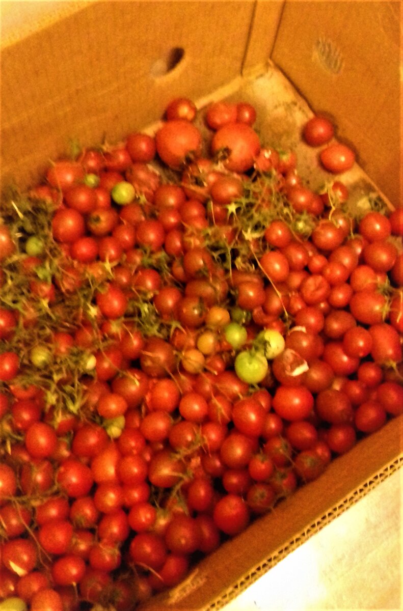 Делали из этой мелочи и ещё крупных помидор