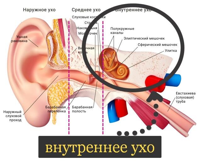 Гудит в левом ухе. Внутреннее ухо головокружение. Головокружение от среднего уха. Среднее и внутреннее ухо.