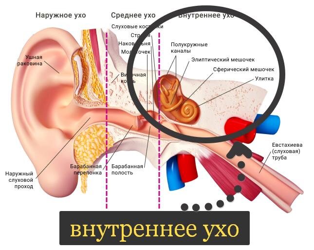 Шум в ухе плохо слышит. Среднее и внутреннее ухо. Строение внутреннего уха. Внутреннее ухо головокружение.