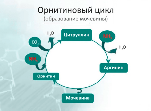 Орнитиновый цикл (или цикл образования мочевины). Фермент орнитинтранскарбамилаза (на рисунке не показана) подключается на стадии преобразования орнитина в цитруллин. При наследственном дефиците этого фермента орнитиновый цикл нарушается, и содержащие аммиак продукты распада не перерабатываются в мочевину, накапливаясь в организме.