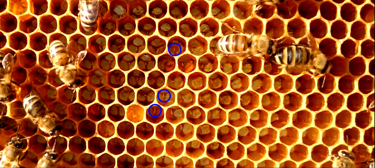 Спойлер того, что будет в видео)