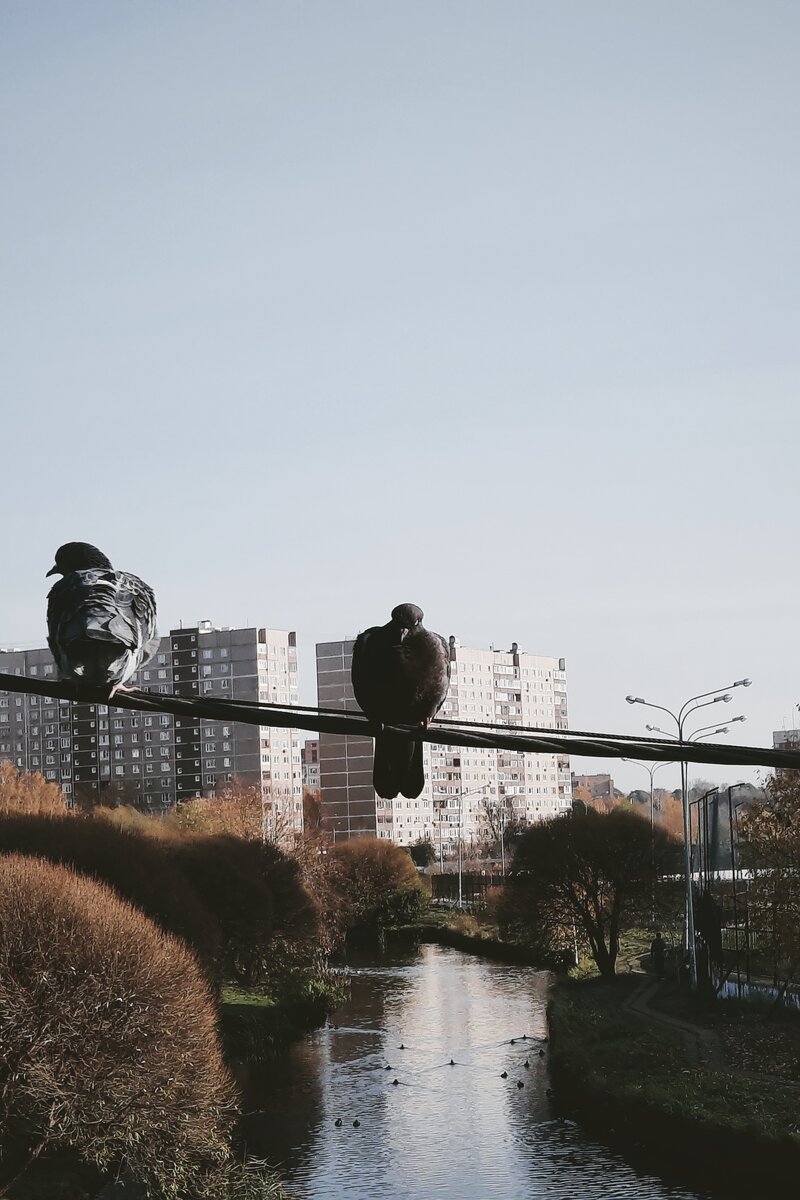 Я назвал этого голубя "Понедельник"