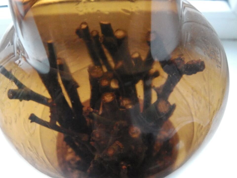 Черенки роз в темной пластиковой бутылке. Фото автора