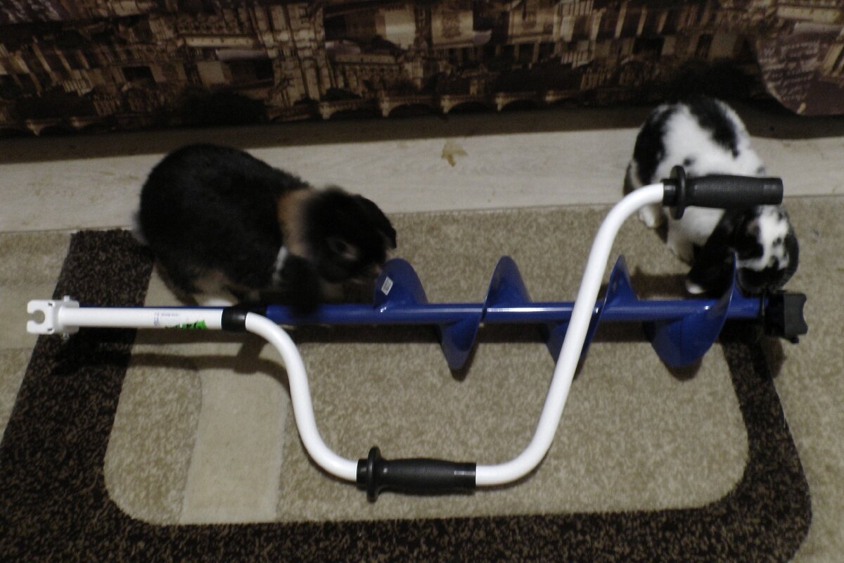 Пенек и Чапа очень любопытные. Прогонять не стал)))