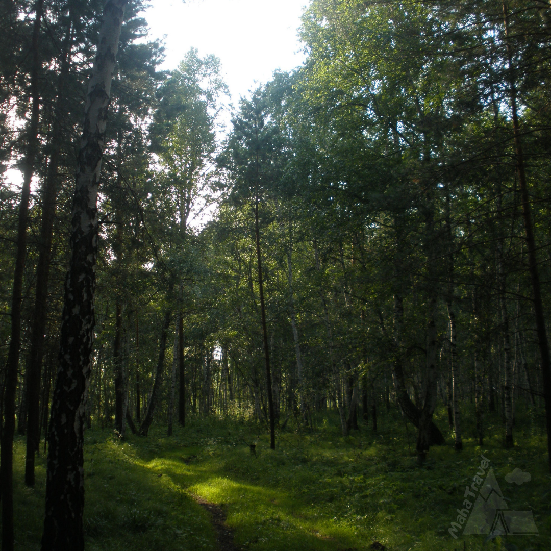"Алексеевский лес"