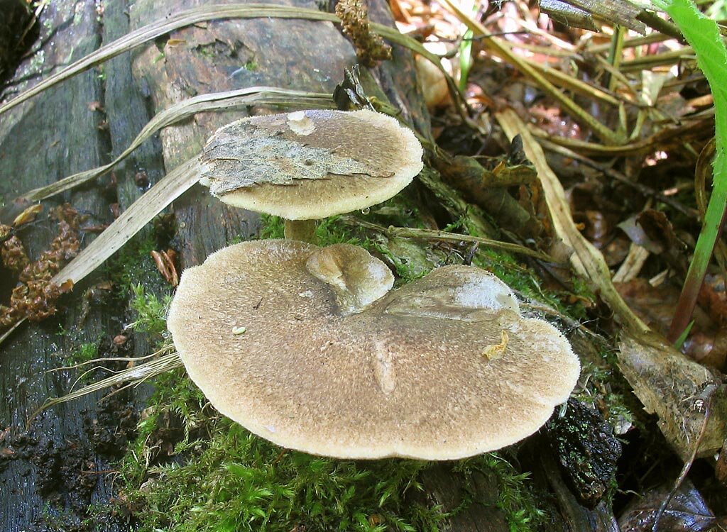 Эти красивы, но уже староваты (фото И.Лебединского)
