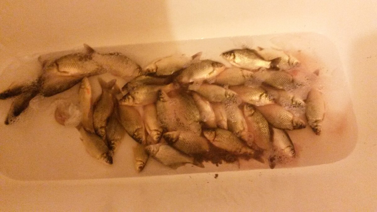 Улов ждет воду