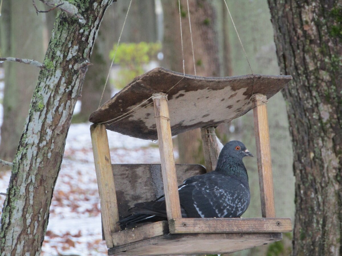 Сизый Голубь / Columba livia. Ленинградская область