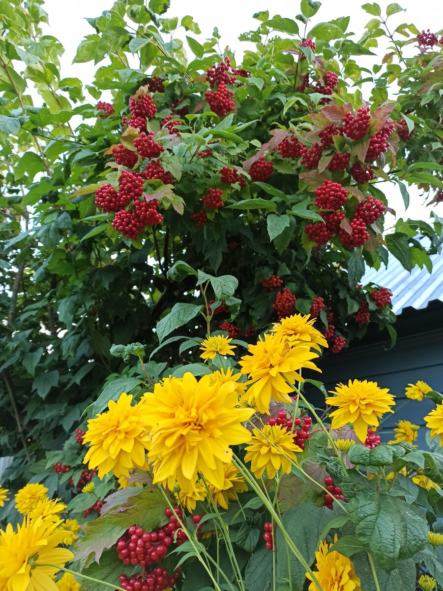 Фото автора. Калина и золотой шар.