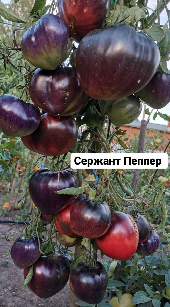 Сержант Пеппер 