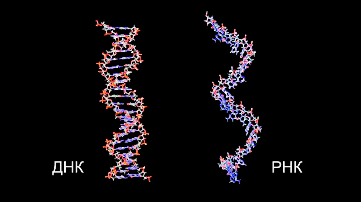 Генетическая жизнь. ДНК жизни. Вяжем ДНК. Каталитическая способность РНК. Смесь ДНК человека и рептилии мультик.