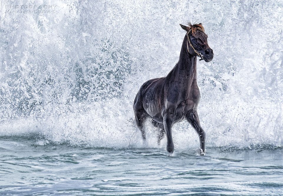 Водяная лошадь это. Водяной конь. Лошадь на коньках. Лошади в воде. Черная водяная лошадь.