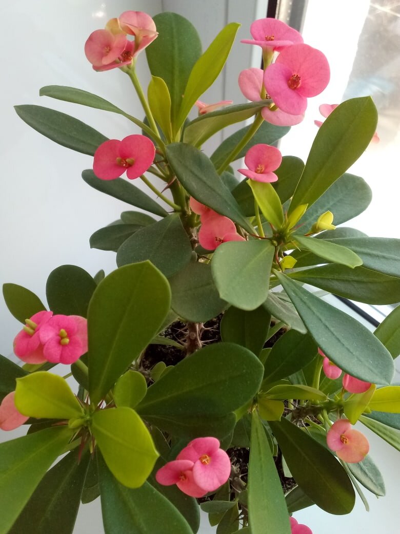 Молочай Эритрея Euphorbia erytrea 120/27