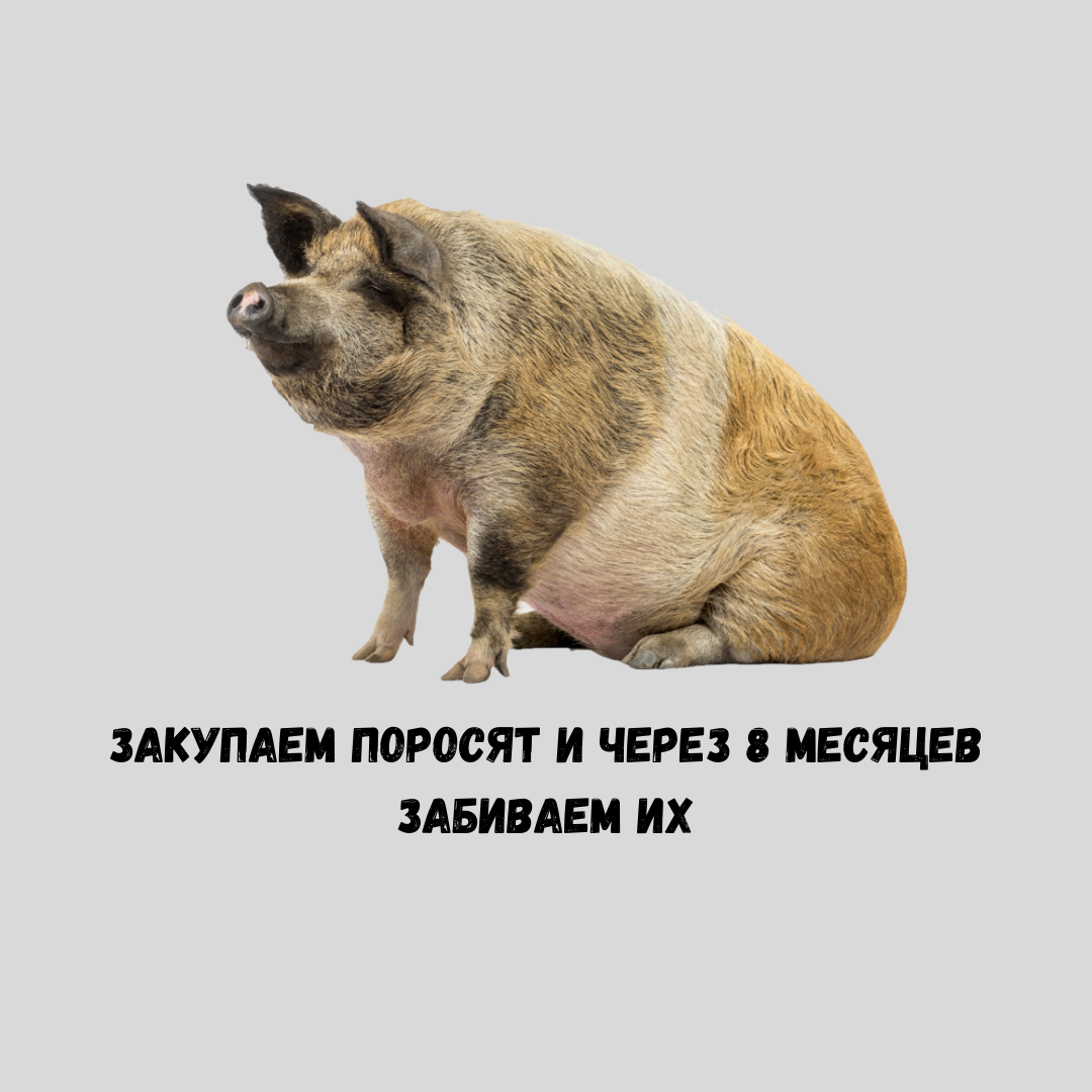 Все ли так просто в свиноводстве?