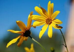 Картинка из интернет