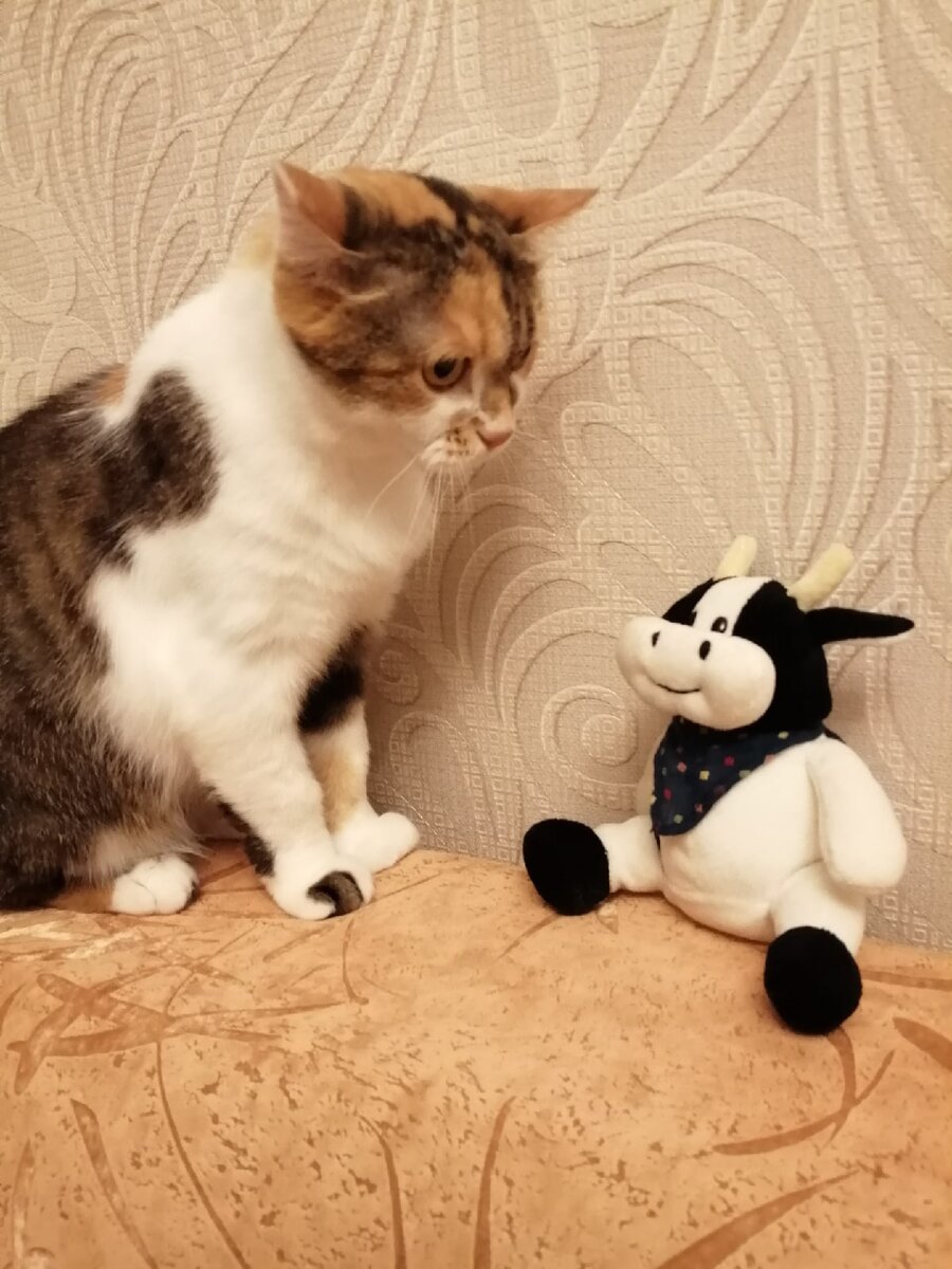 Кошка Милана 