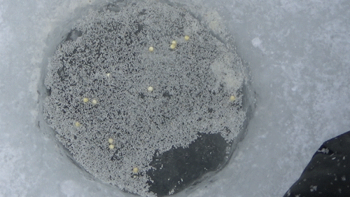 Постепенно падающие крупинки манки и пшена создают привлекательный "столб"