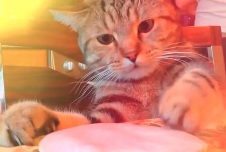 Котик ворует ветчину