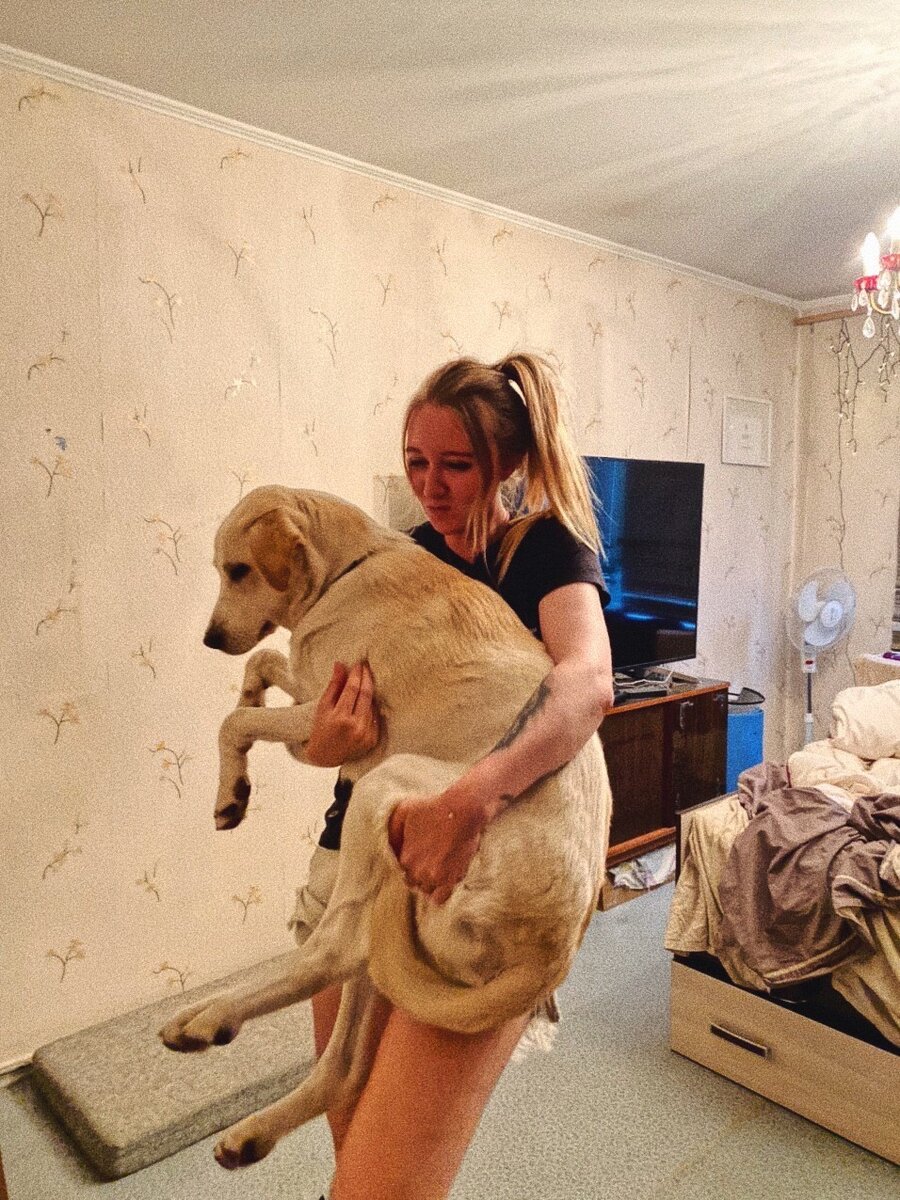 Лео, 30+ кг. Это летом было. Сейчас чуть-чуть подрос