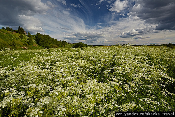 Травы в лугах растут бесплатно и в большом количестве