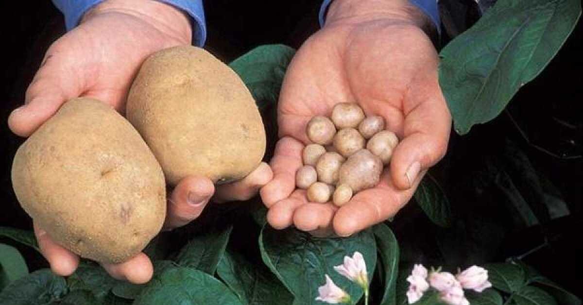 Из открытых источников Яндекс.