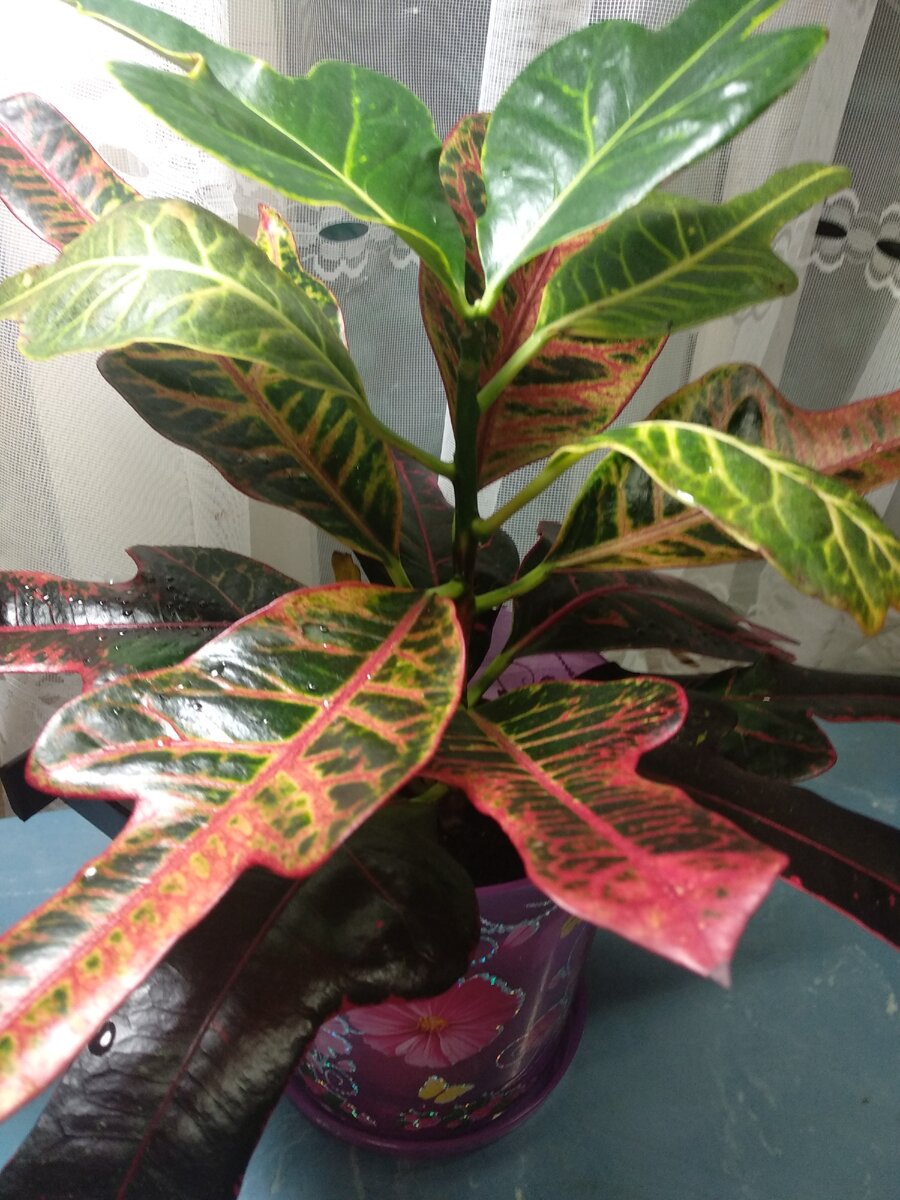 Кротон пестрый, или кодиеум