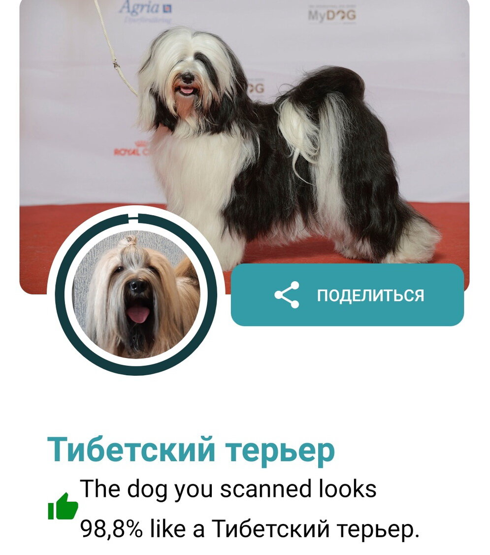 С фото после груминга результат практически стопроцентный. Здесь и далее в галерее скриншот экрана из личного архива