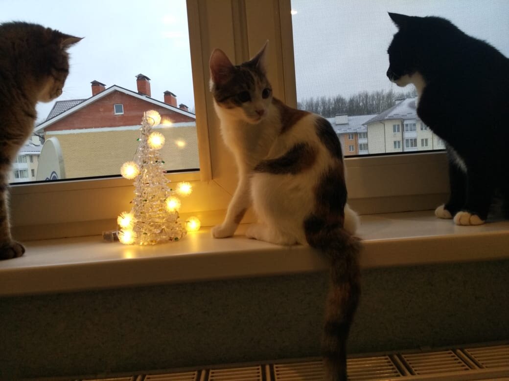 Лева, Алиска и Швондер.