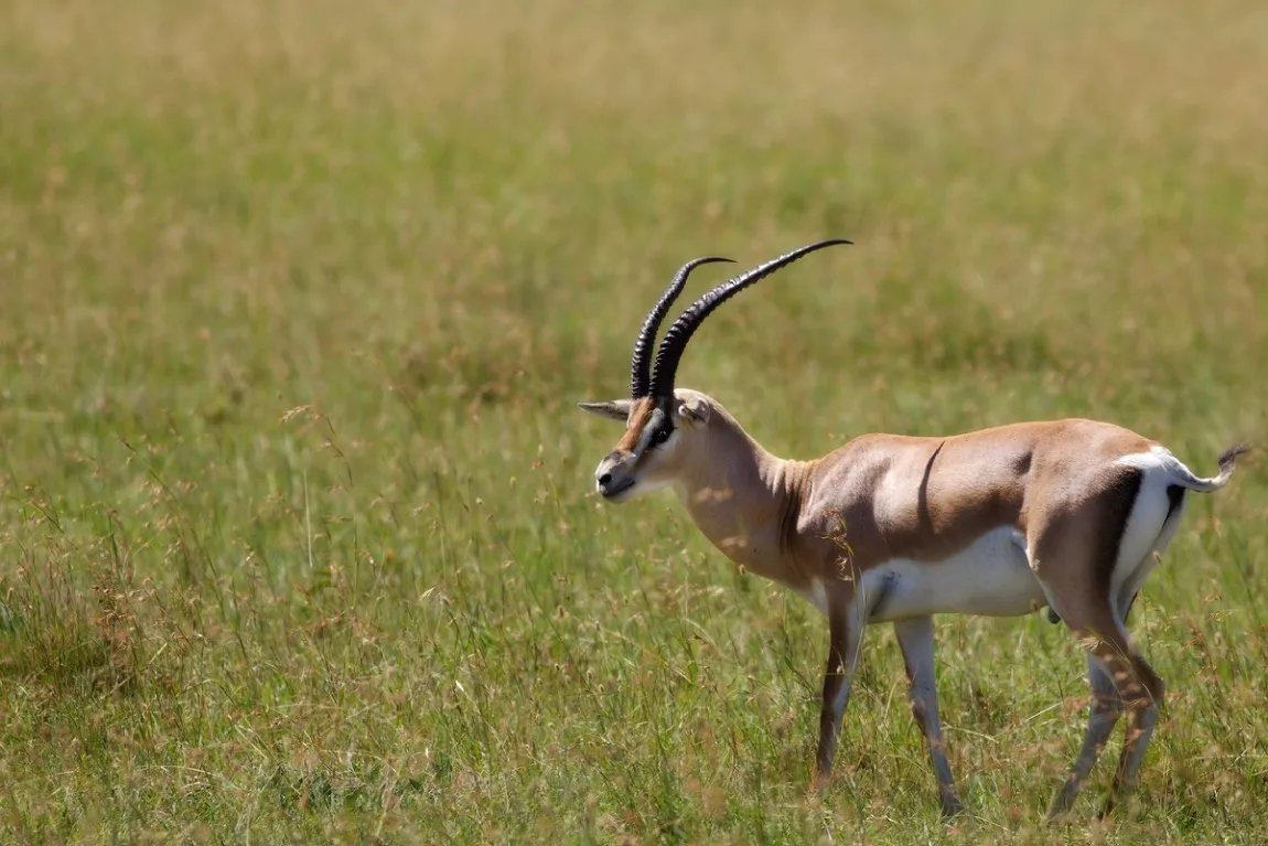 фото взято на сайте https://clck.ru/VXm9y