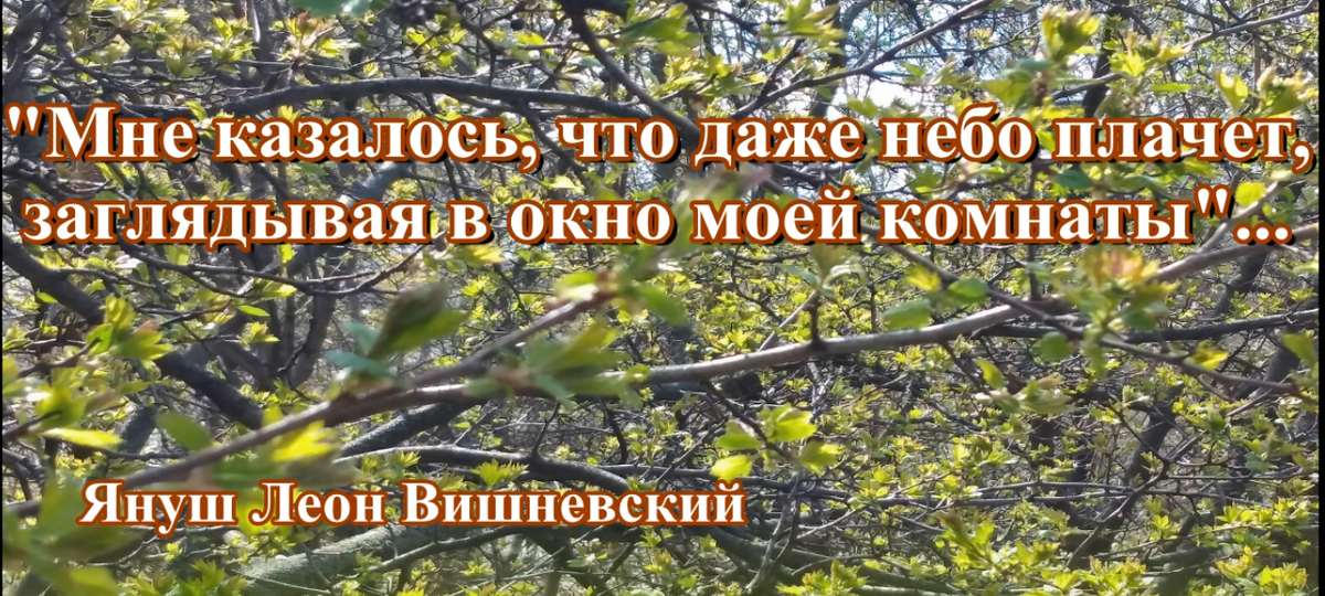 (с) Януш Леон Вишневский — современный польский писатель.
