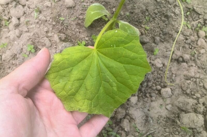 Желтеют листья огурцов.