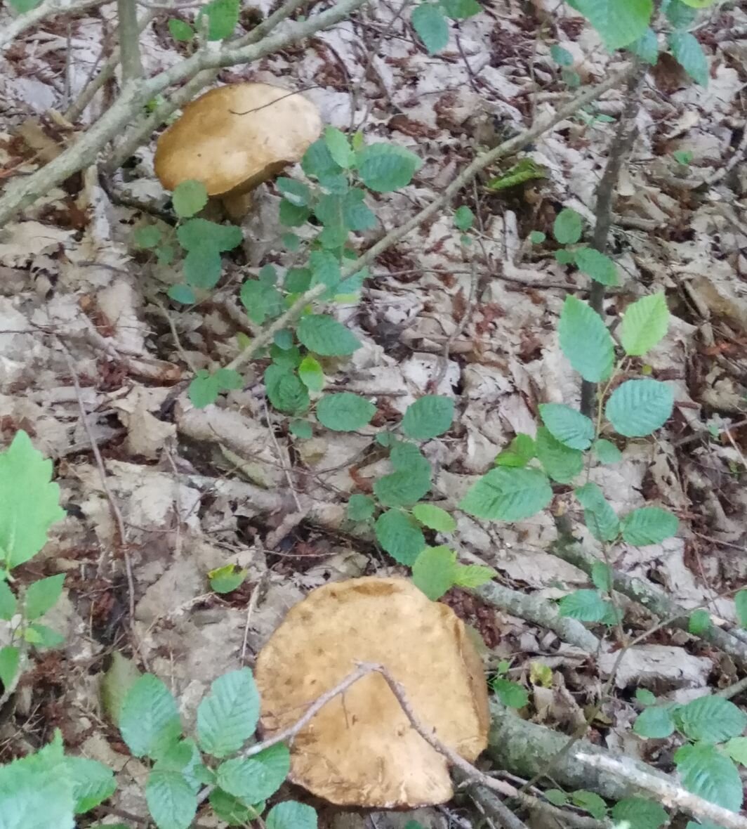 Съедобные грибы, для нашей каши