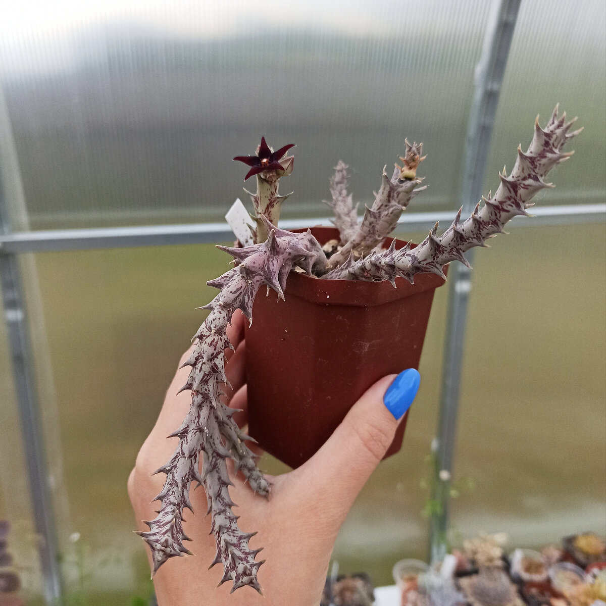 orbea semitubiflora
