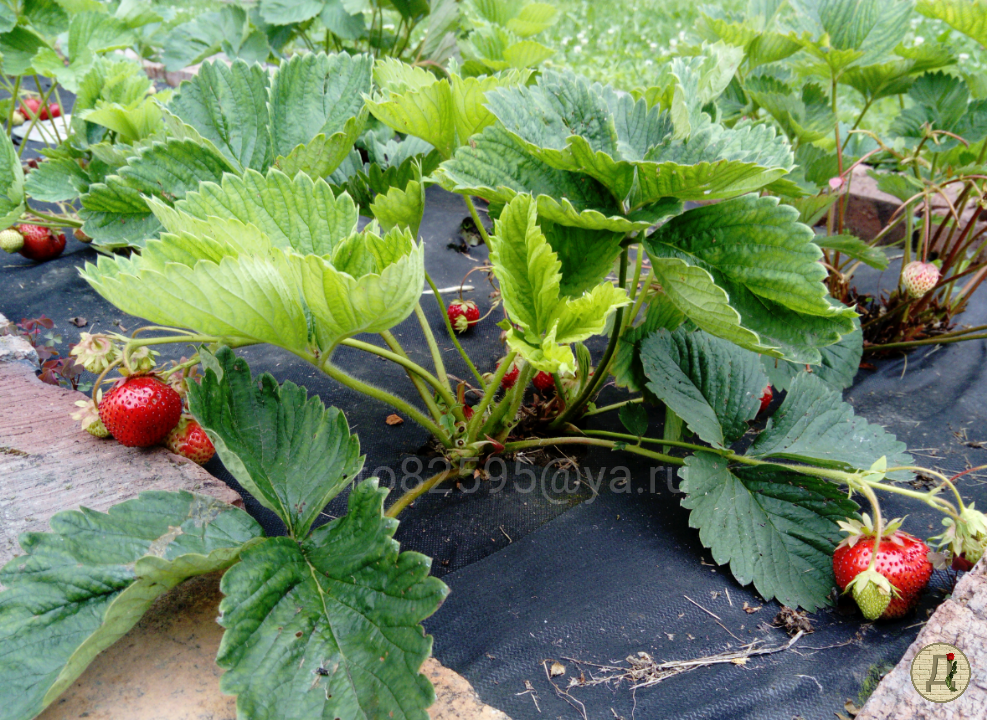 Грядка клубники. Фото автора