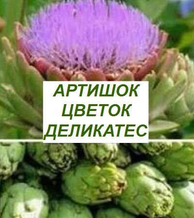 цветок артишок