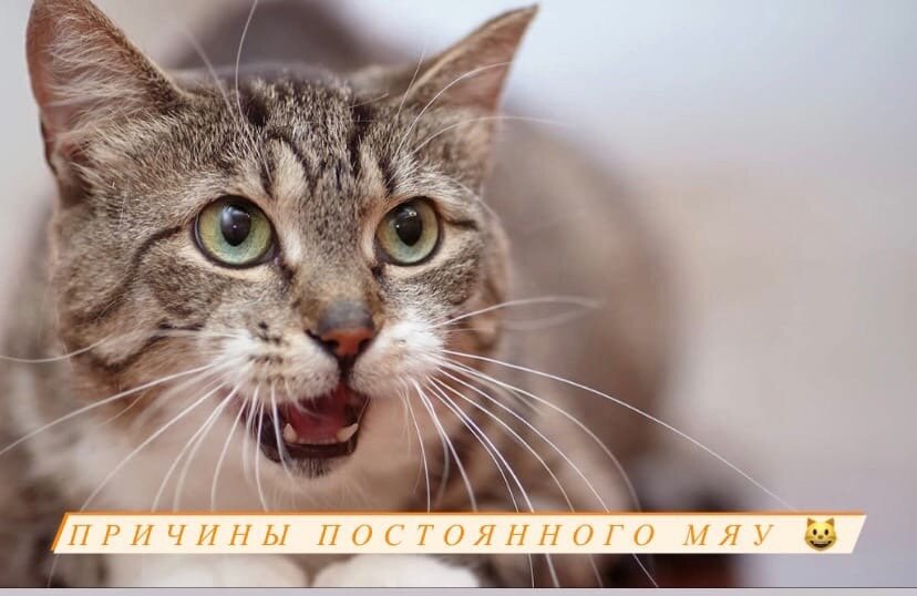 Причины постоянного мяу