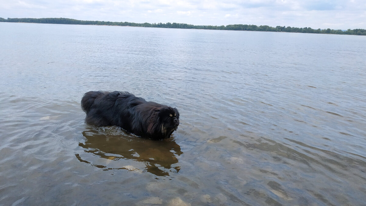 Блэки всегда готов лапки намочить, а вот плыть... 