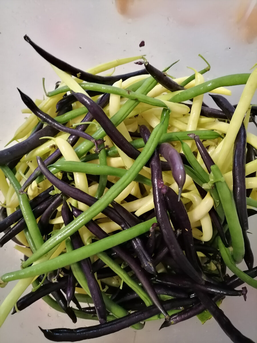 Спаржевая фасоль, фото автора