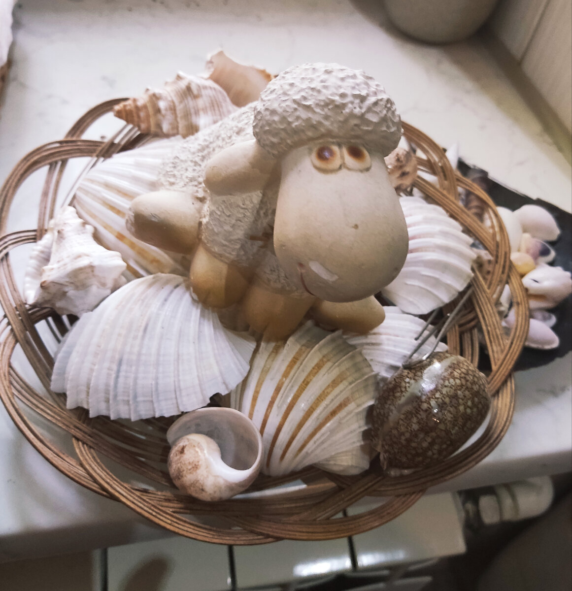 Ракушки из Гамбии