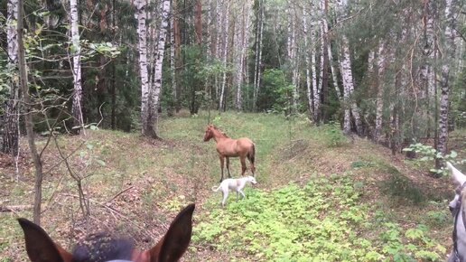 Уехали в дальний лес на лошадях чтобы избавиться от проблем. И оказалось не зря