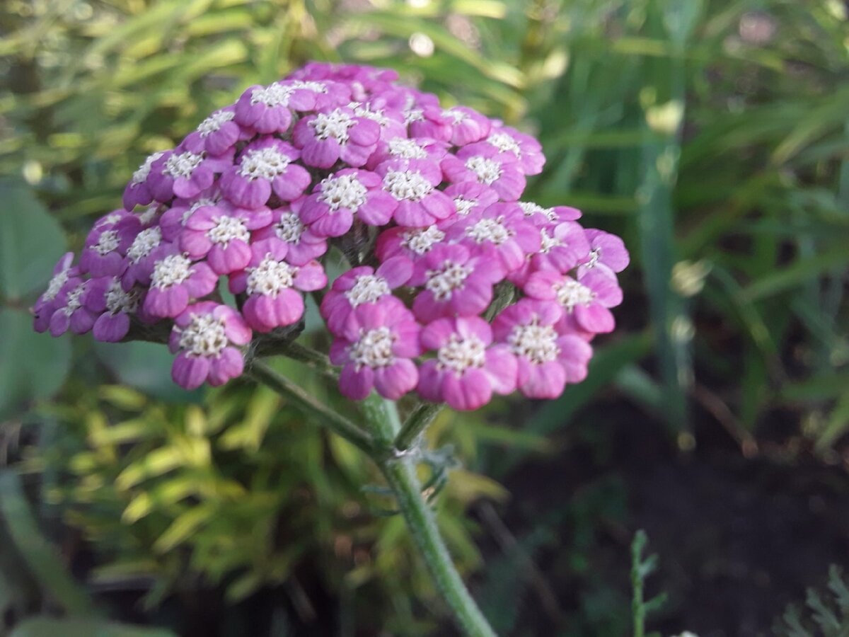 Тысячелистник, сорт Cerise Queen