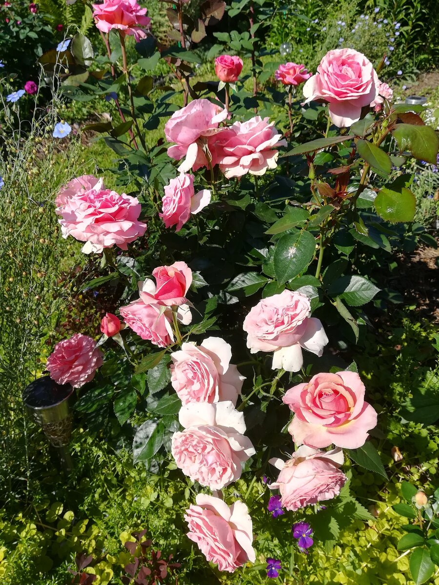 Poesie, грандифлора