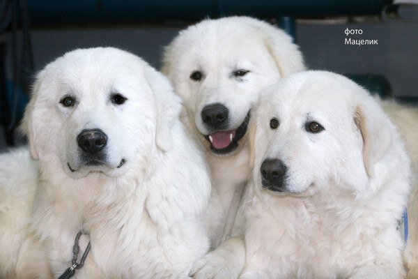 фото взято из интернета из свободного доступа, без нарушения авторских прав, с обязательным указанием ссылки на правообладателя.